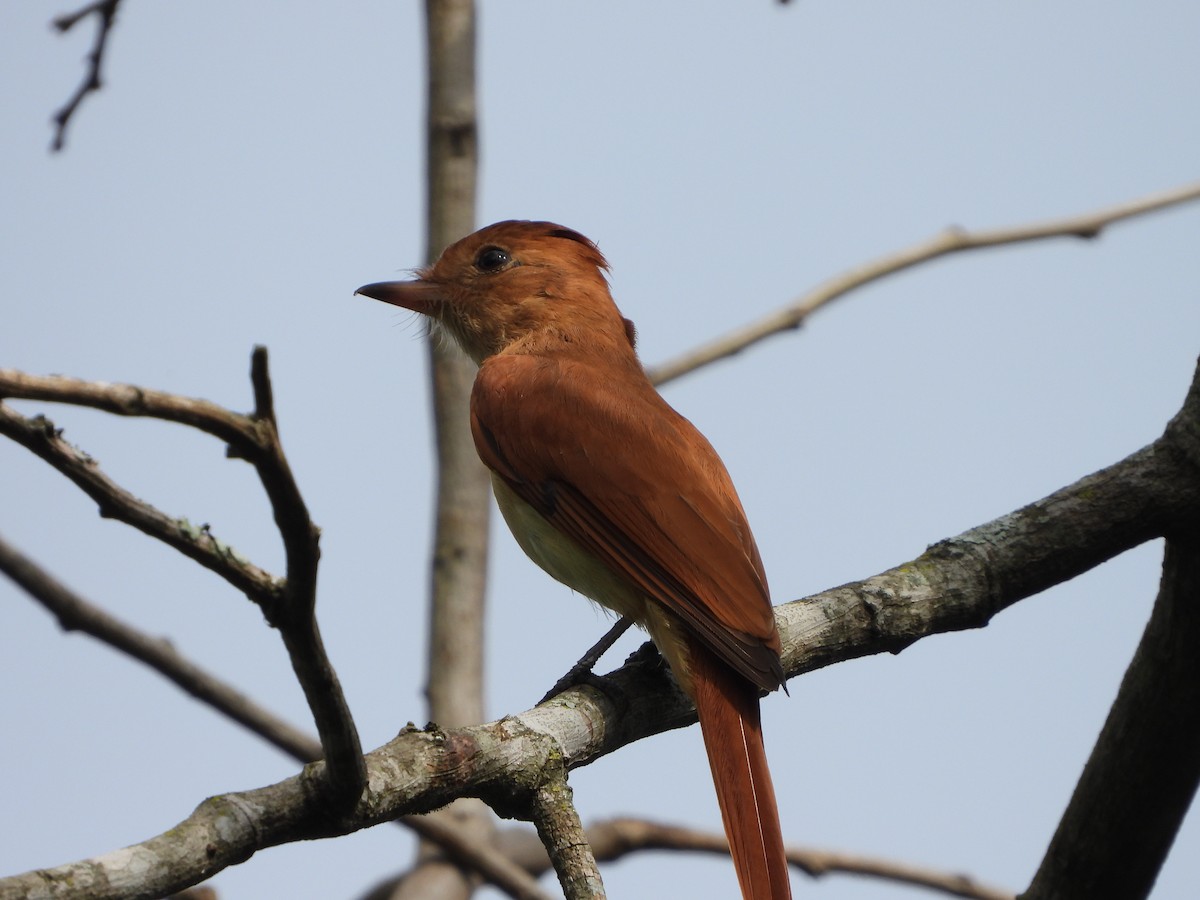 Rufous Casiornis - Haydee Huwel