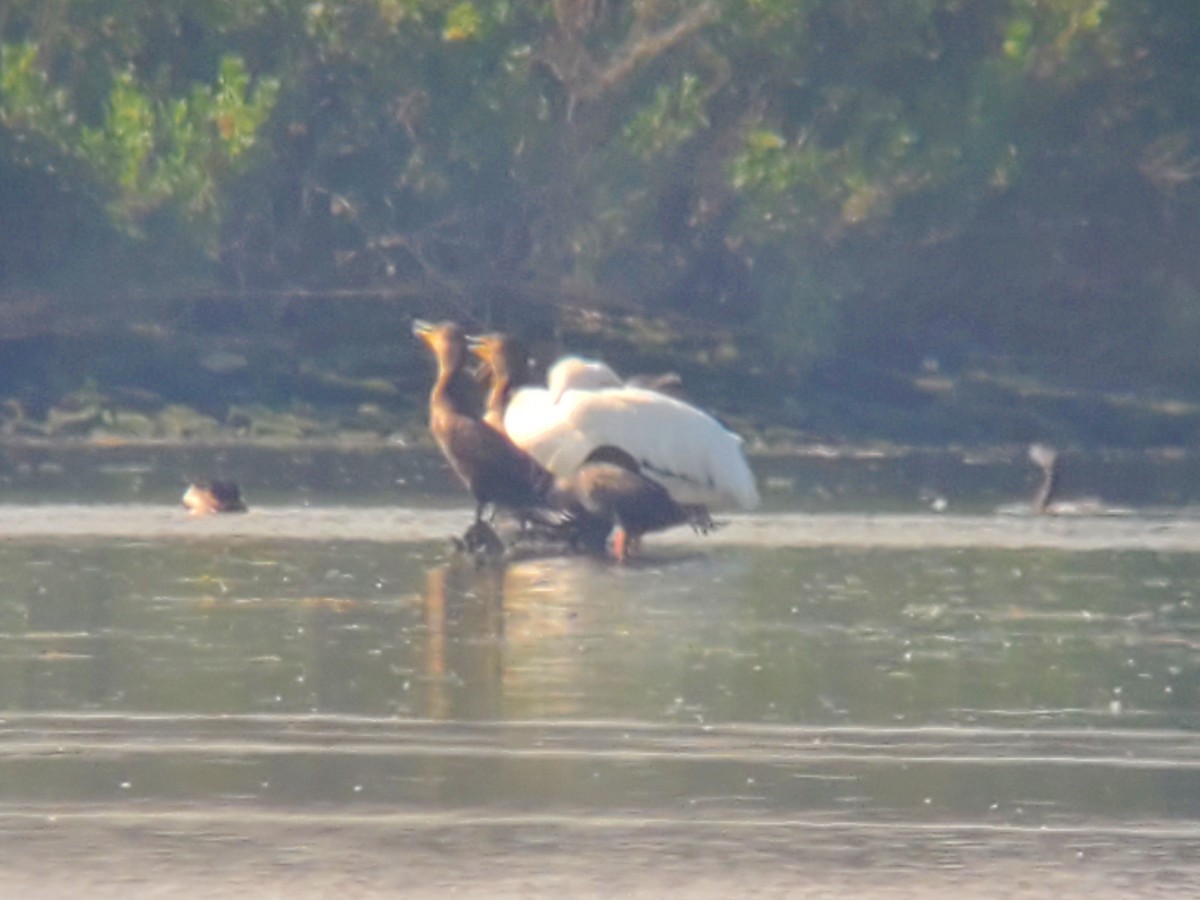 American White Pelican - ML579973031