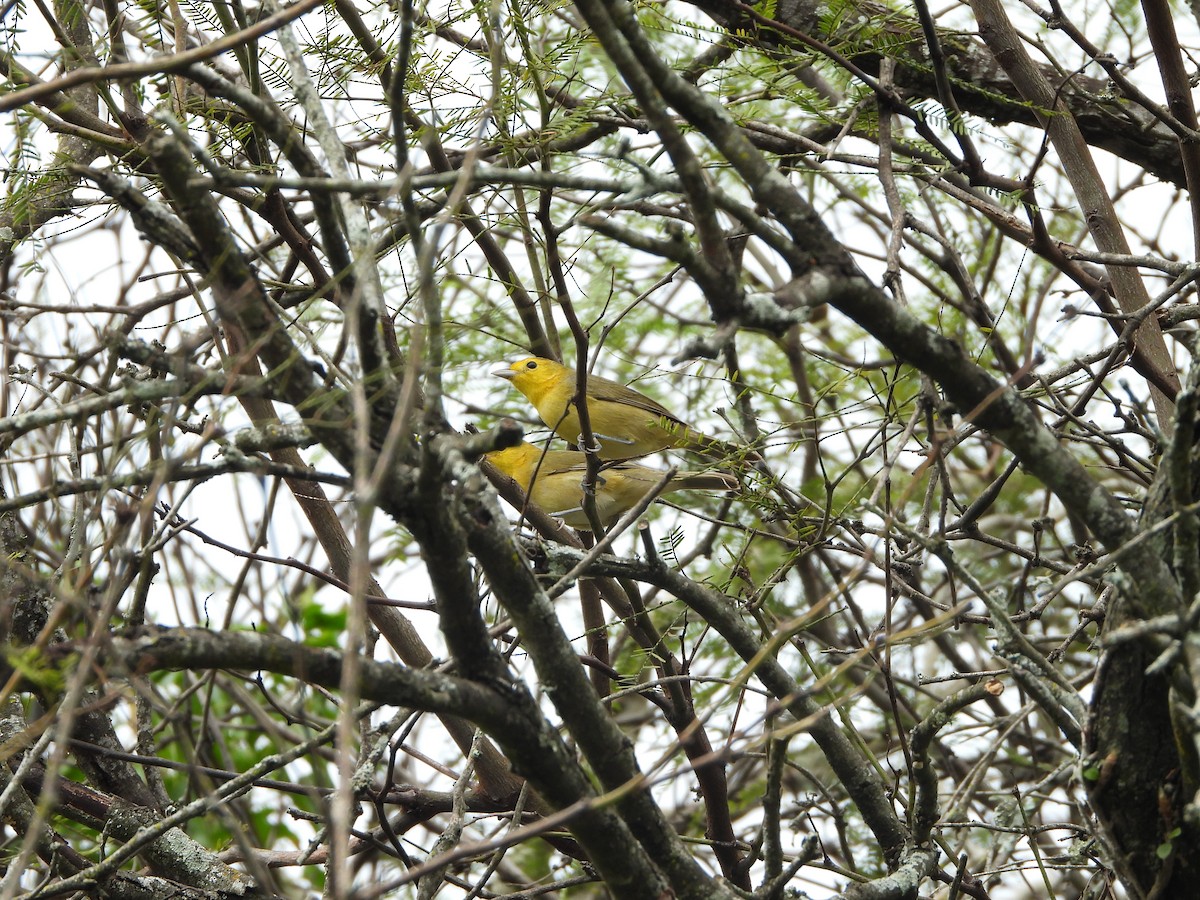 Orange-headed Tanager - ML579973061