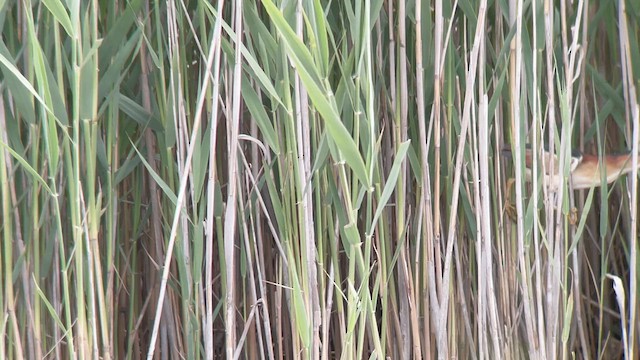 Least Bittern - ML579973561