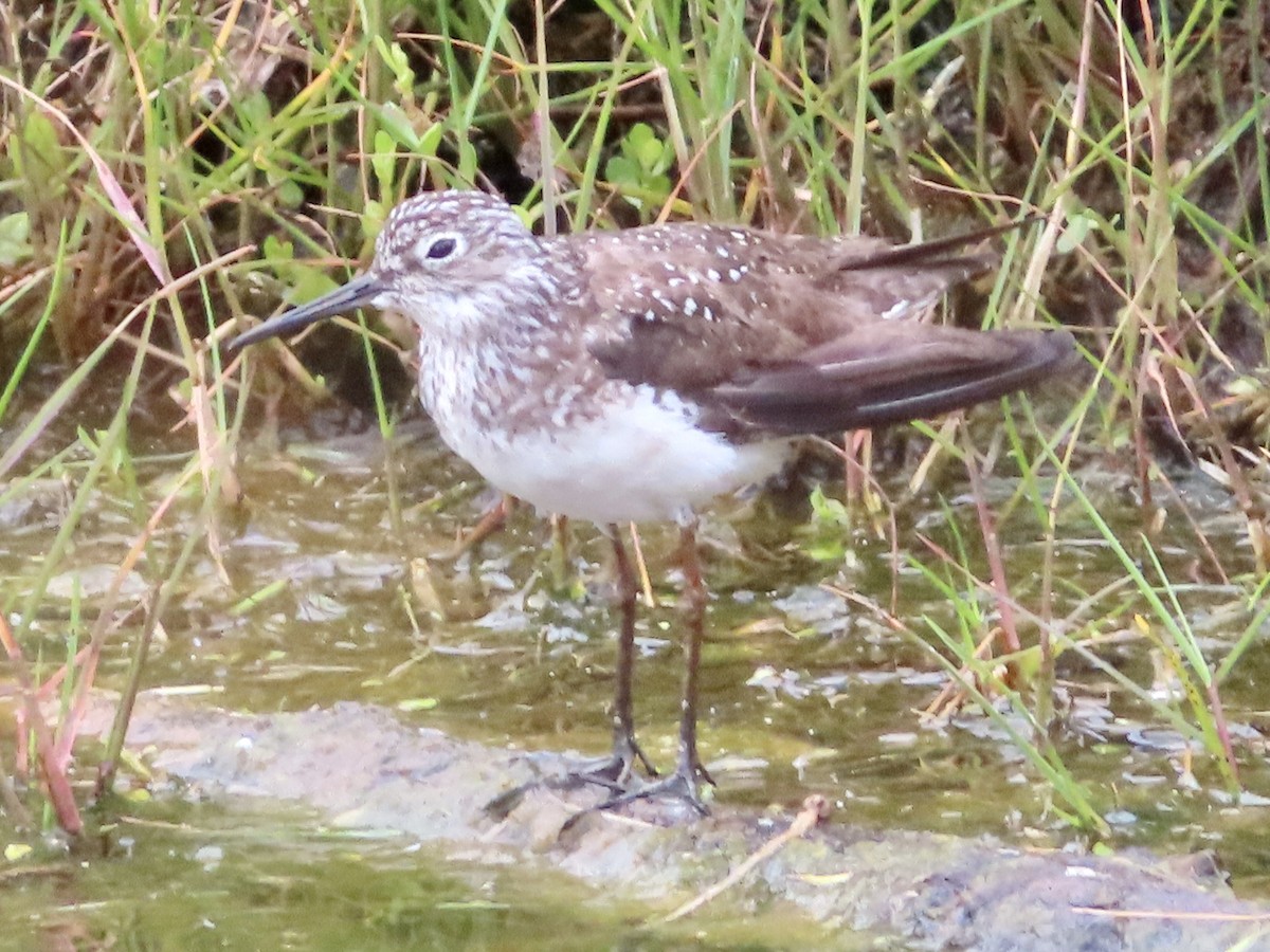 Solitary Sandpiper - ML579974641