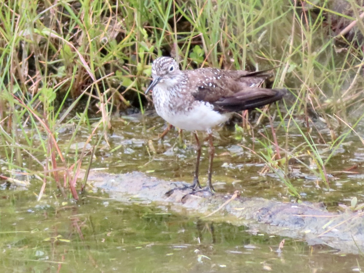 Solitary Sandpiper - ML579974651