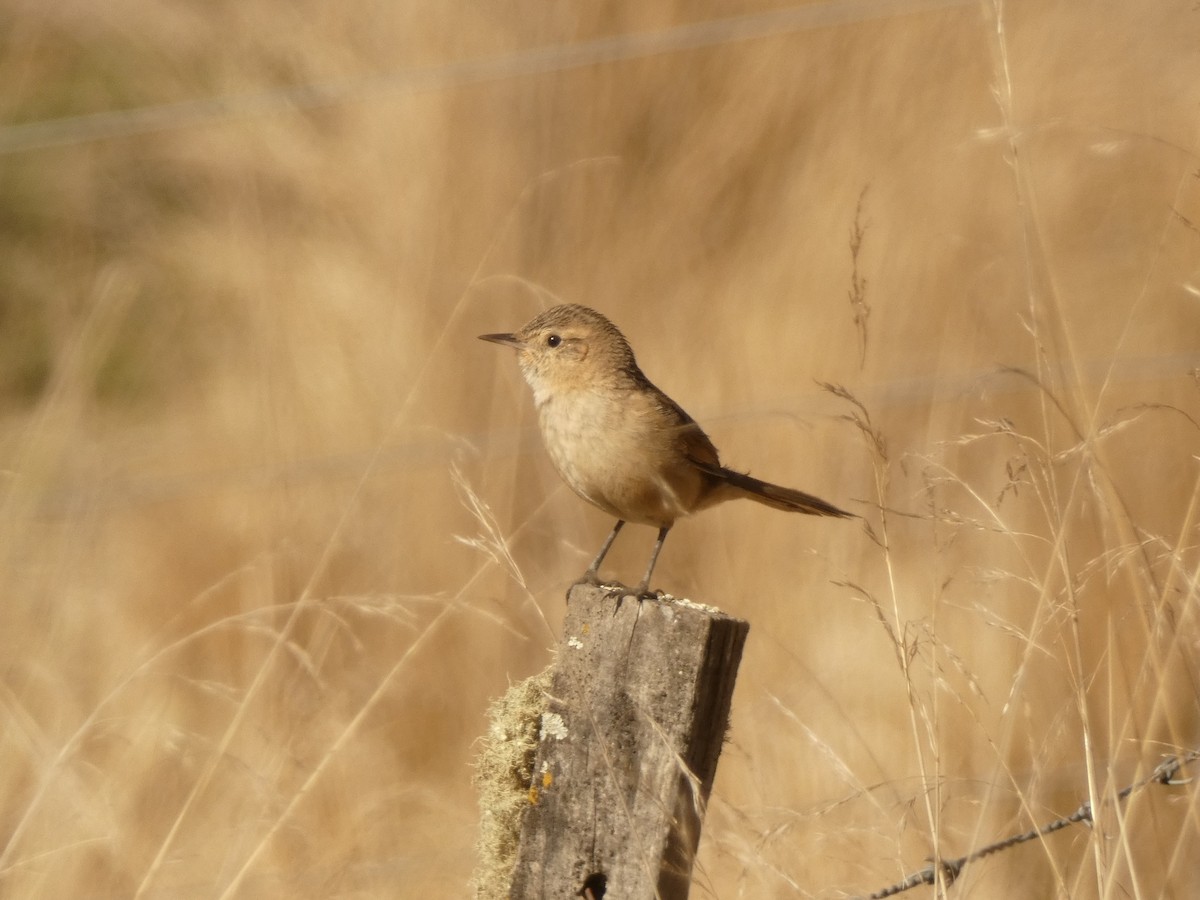 Strichelrückencanastero (Rötelflügelcanastero) - ML579974891