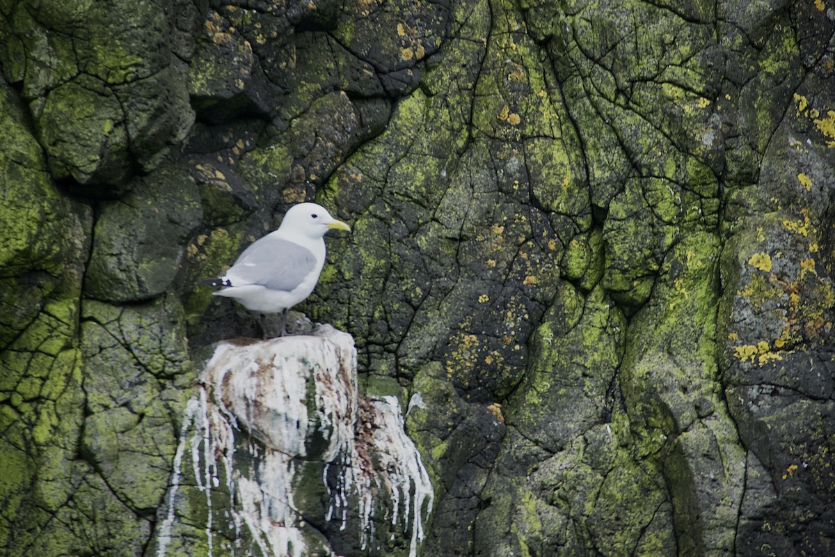 Gaviota Tridáctila - ML579975441