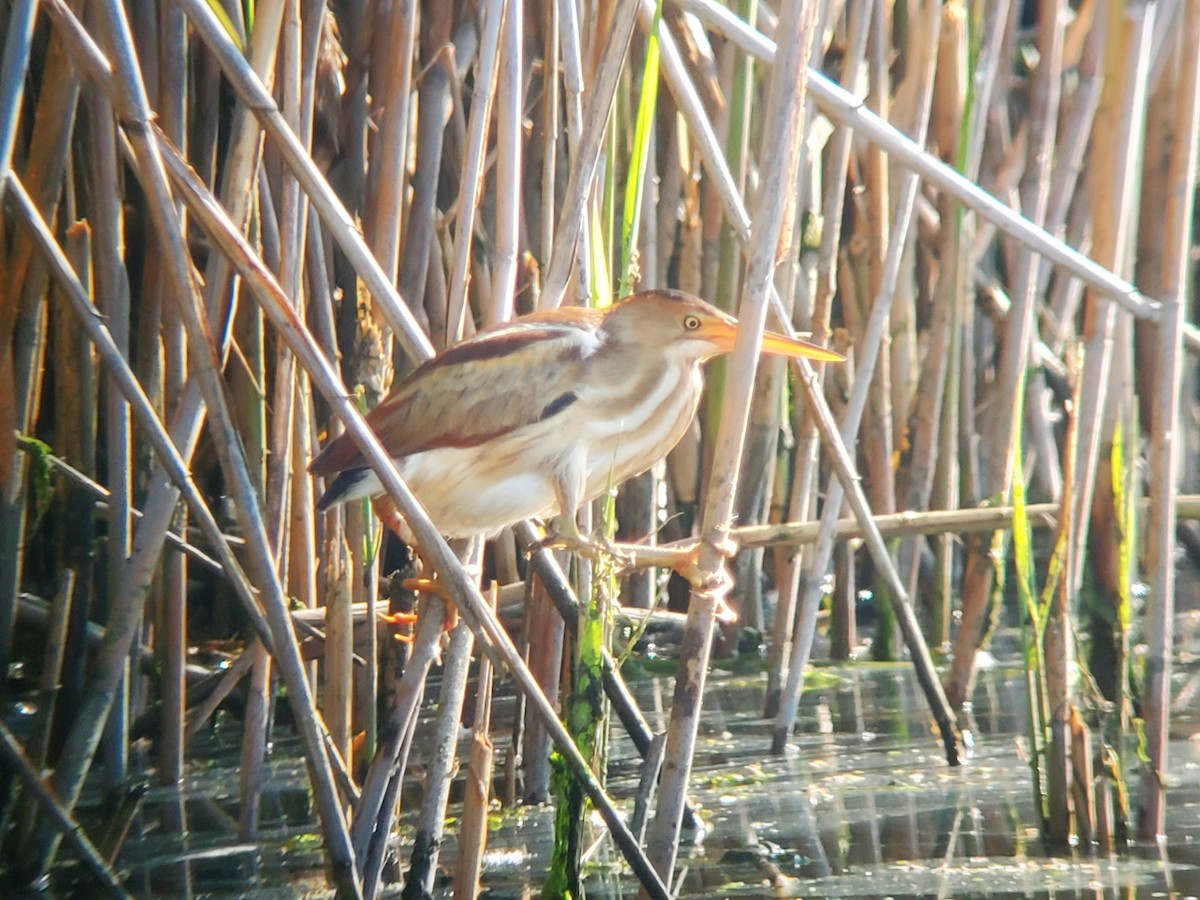 Least Bittern - ML579975801