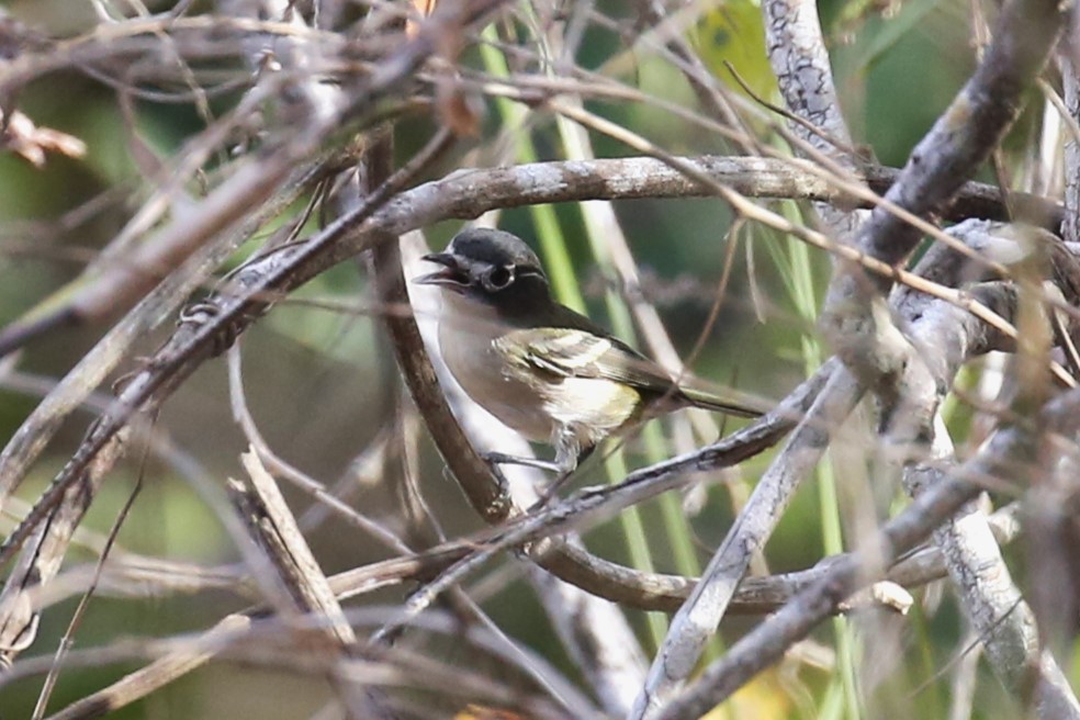 Black-capped Vireo - ML579976671