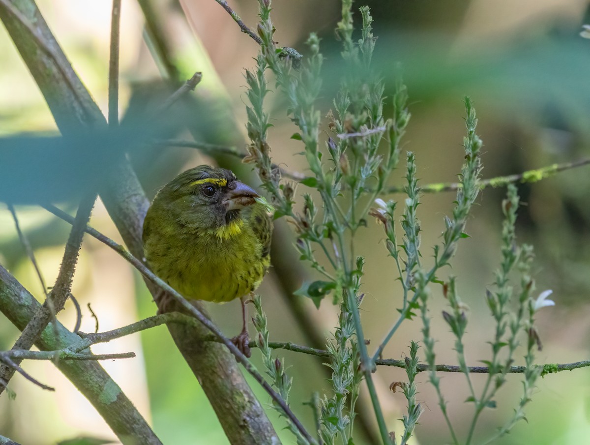 Serín Forestal - ML579978951