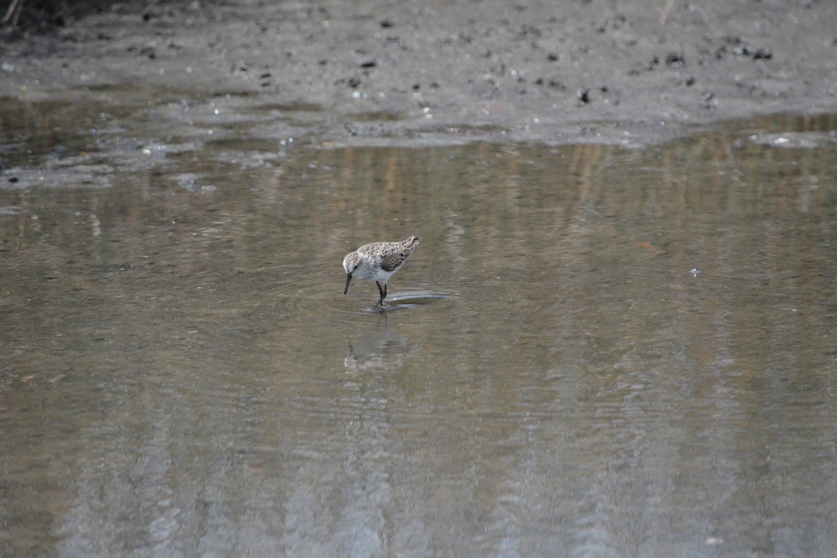 Semipalmated Sandpiper - ML57997951