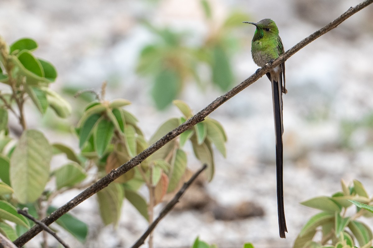 Black-tailed Trainbearer - John Missing