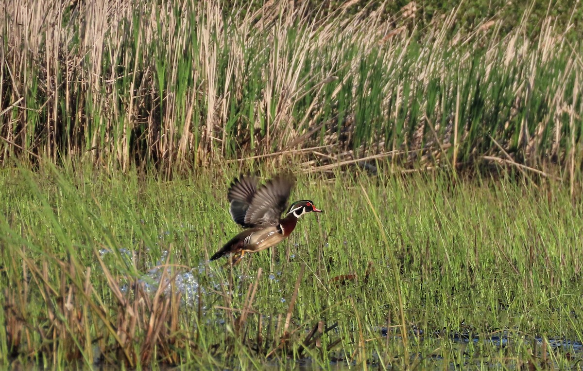 Wood Duck - ML579982131