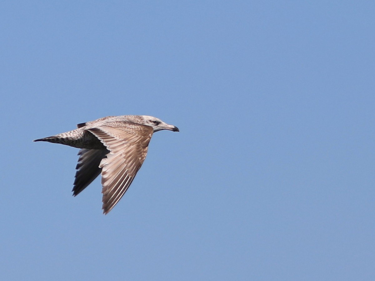 Herring Gull - Jacques Larivée