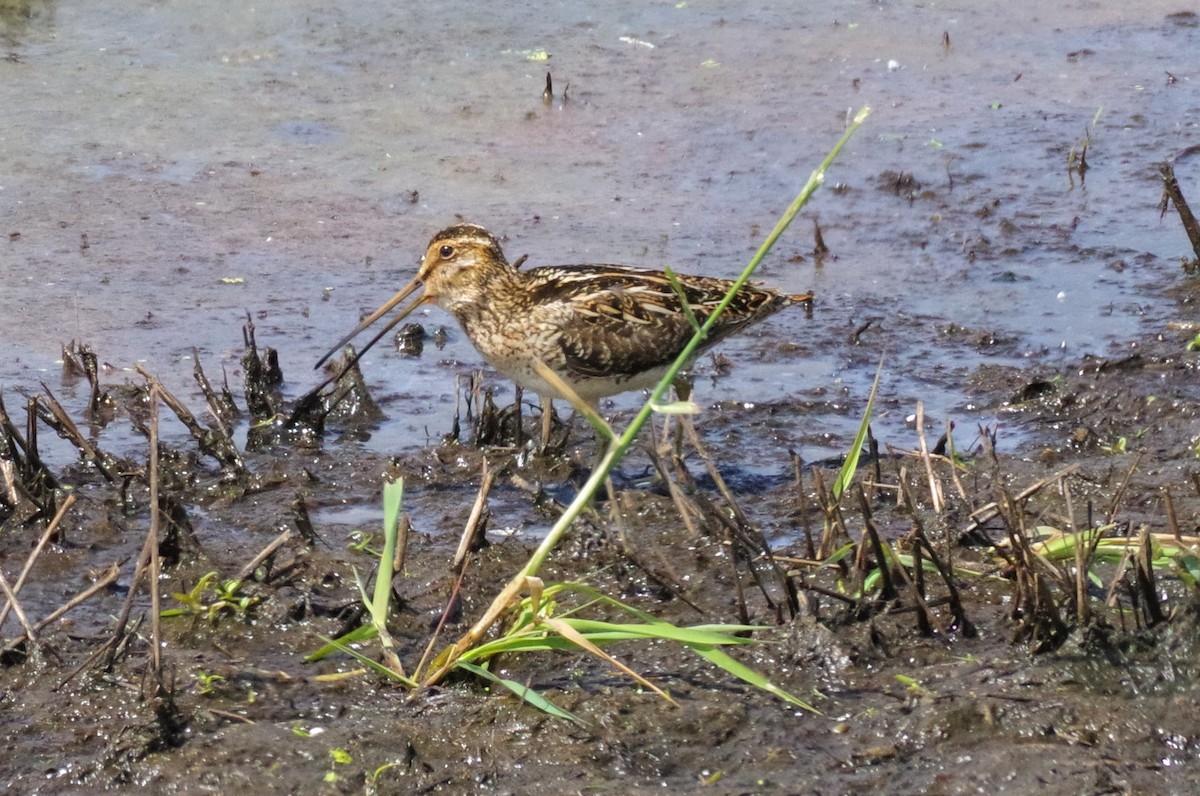 Wilson's Snipe - ML579984361