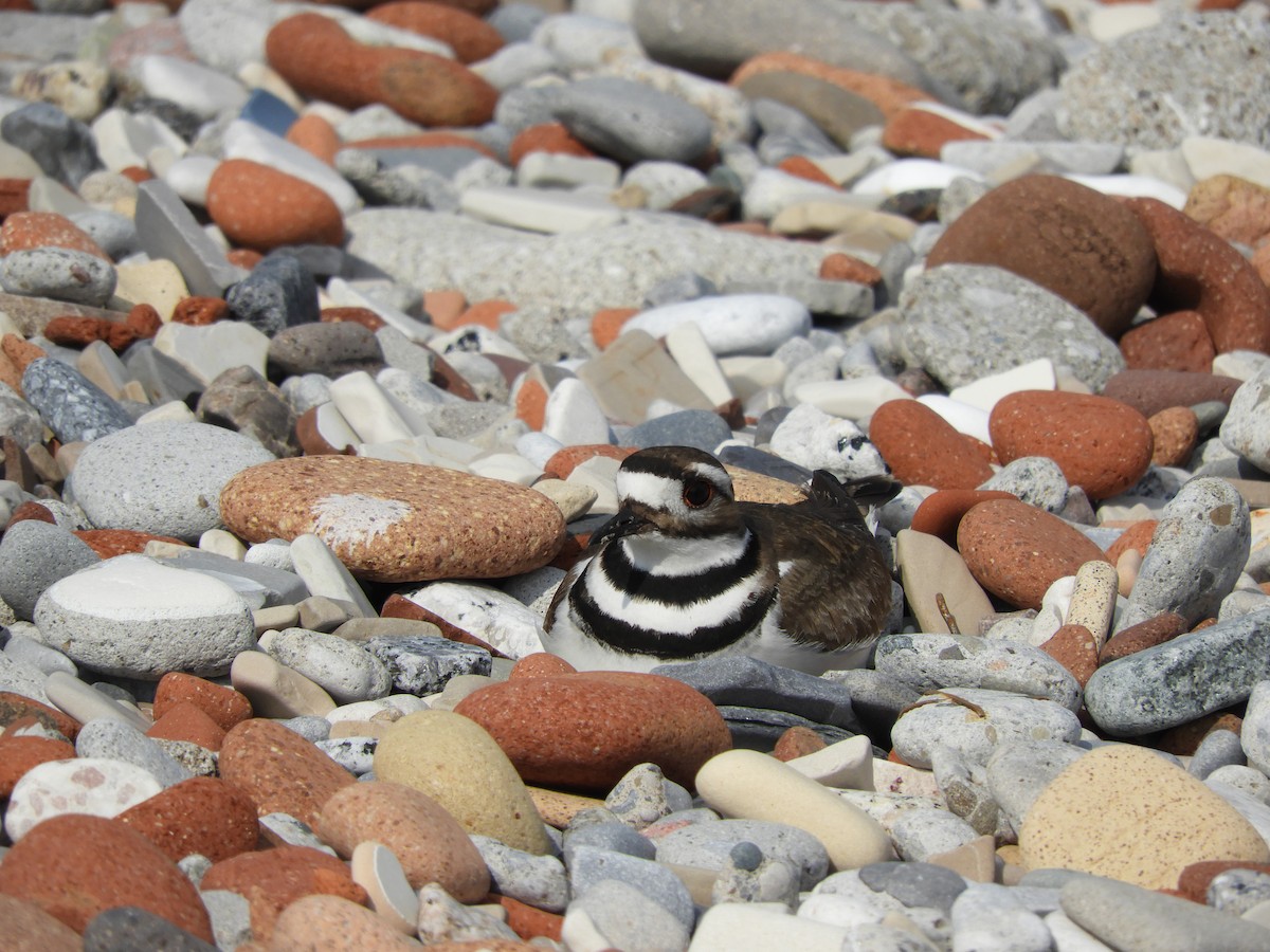 Killdeer - ML57998461