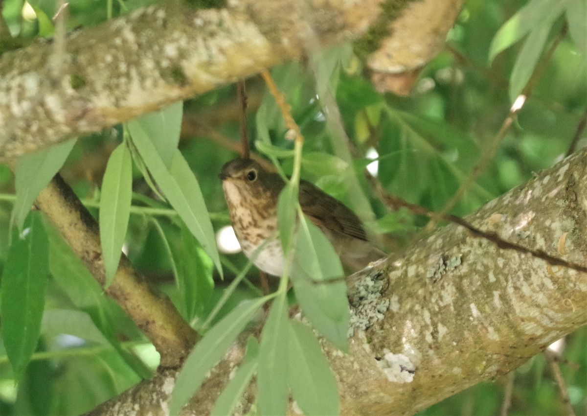 Swainson's Thrush - ML579984741