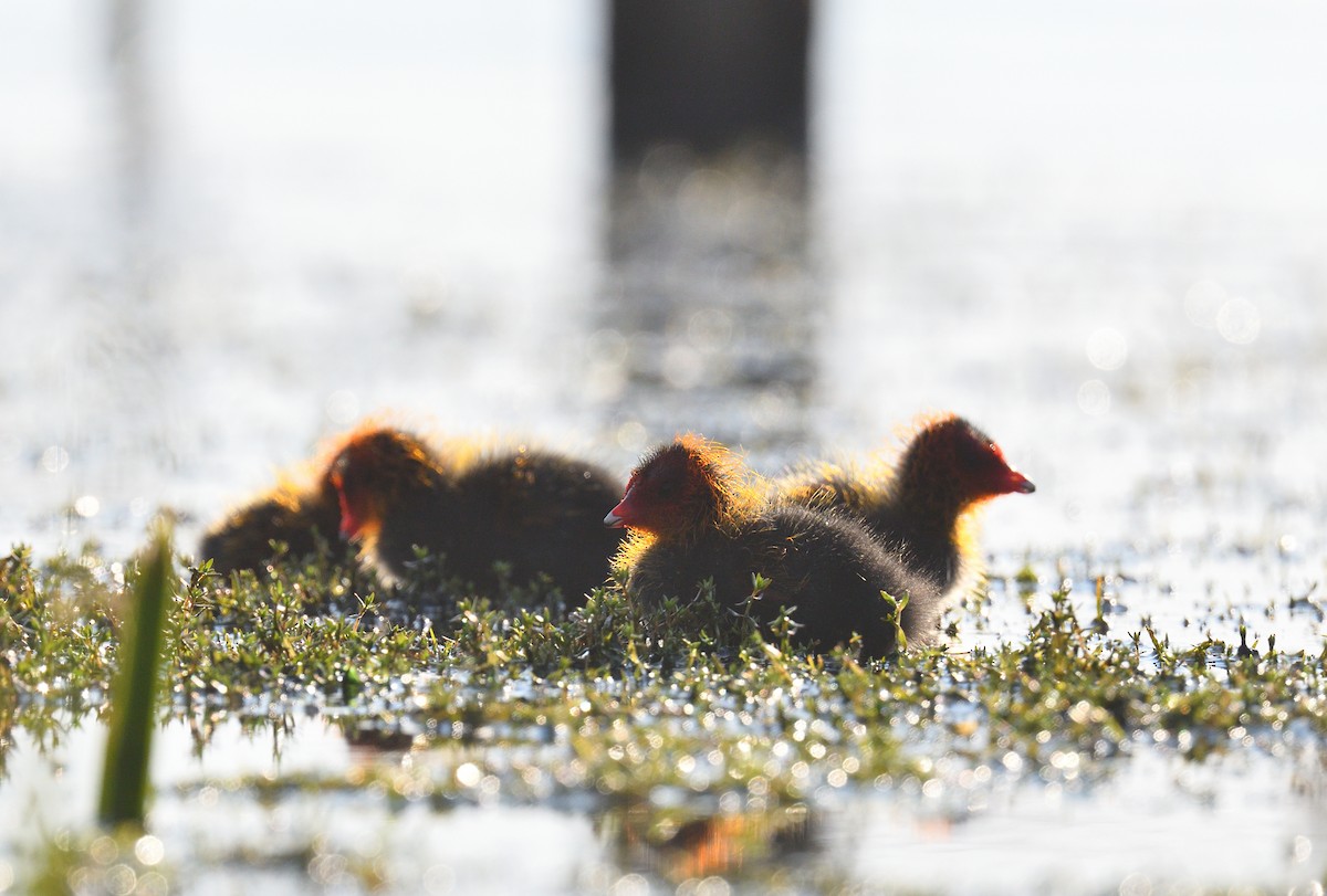 Eurasian Coot - ML579984801