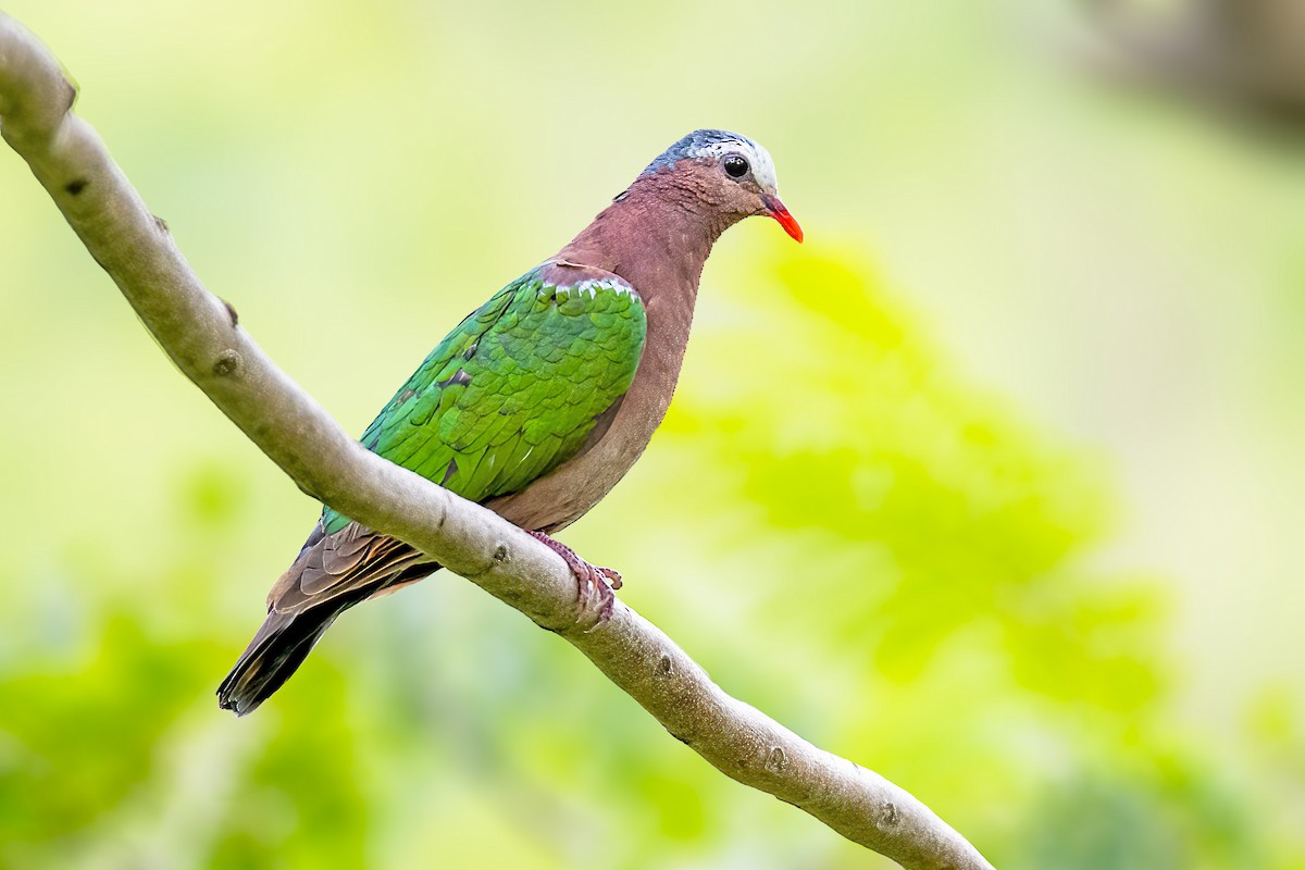 Asian Emerald Dove - Parmil Kumar