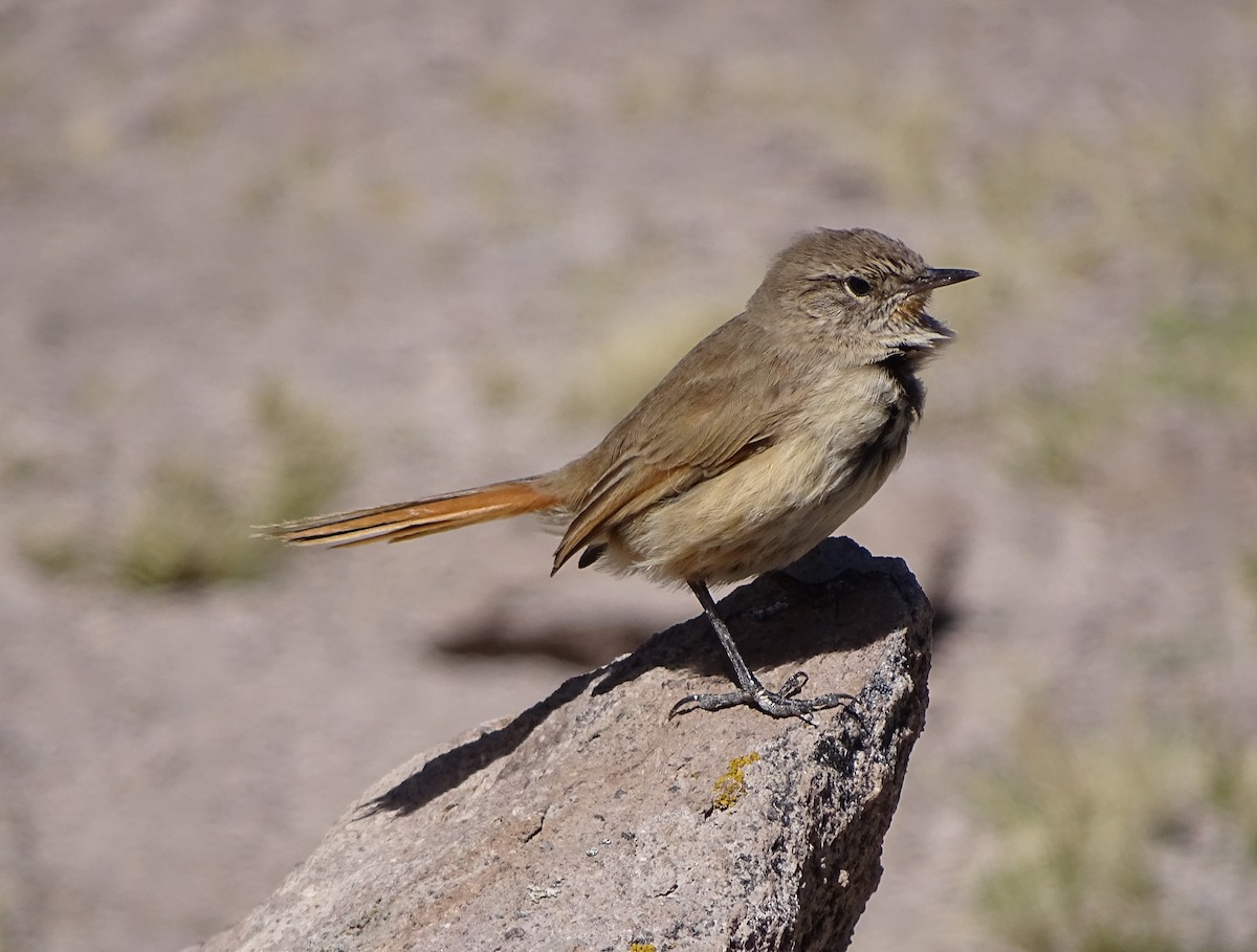 Cordilleran Canastero - Charly Moreno Taucare 🥈