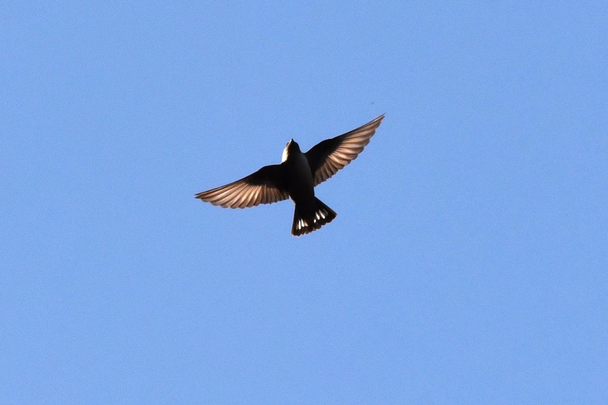 Eurasian Crag-Martin - ML579987521