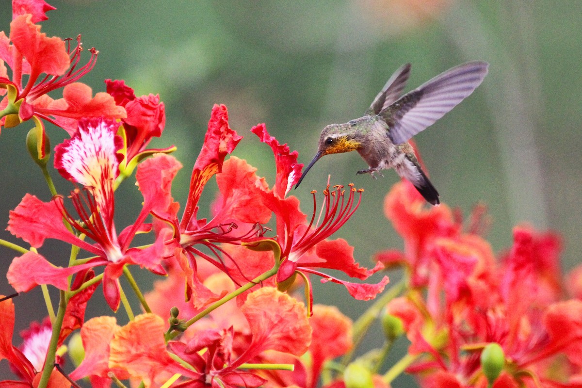 Colibrí Piquiancho Común - ML579988111