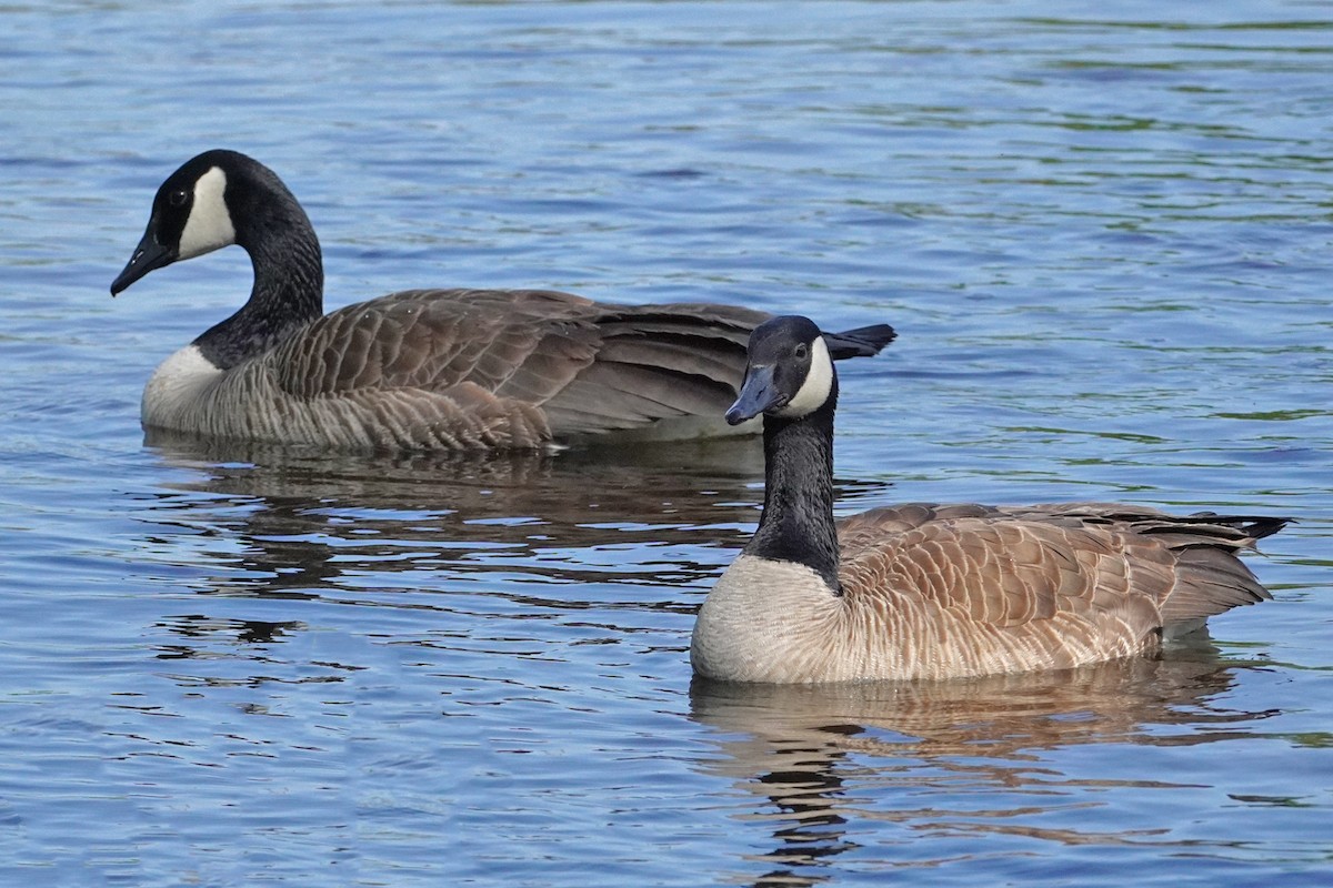 Canada Goose - Keith Wickens