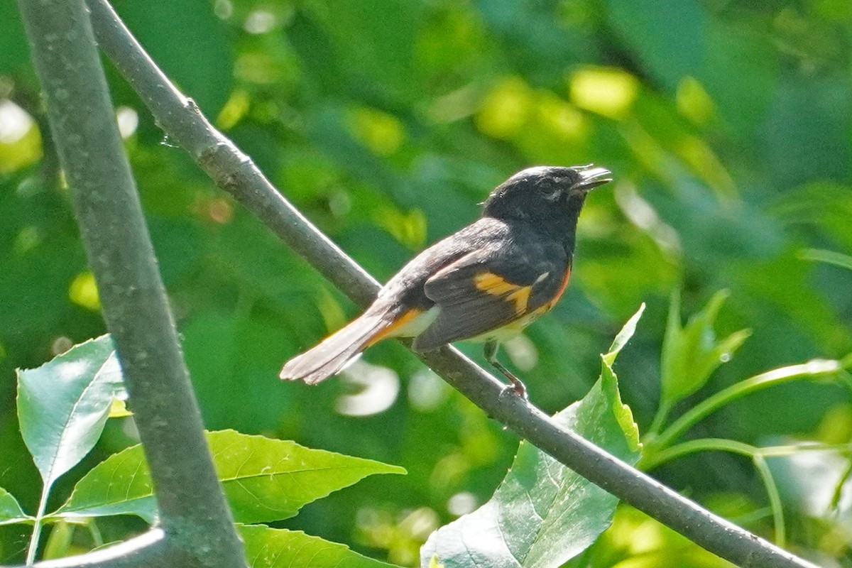 American Redstart - ML579988431