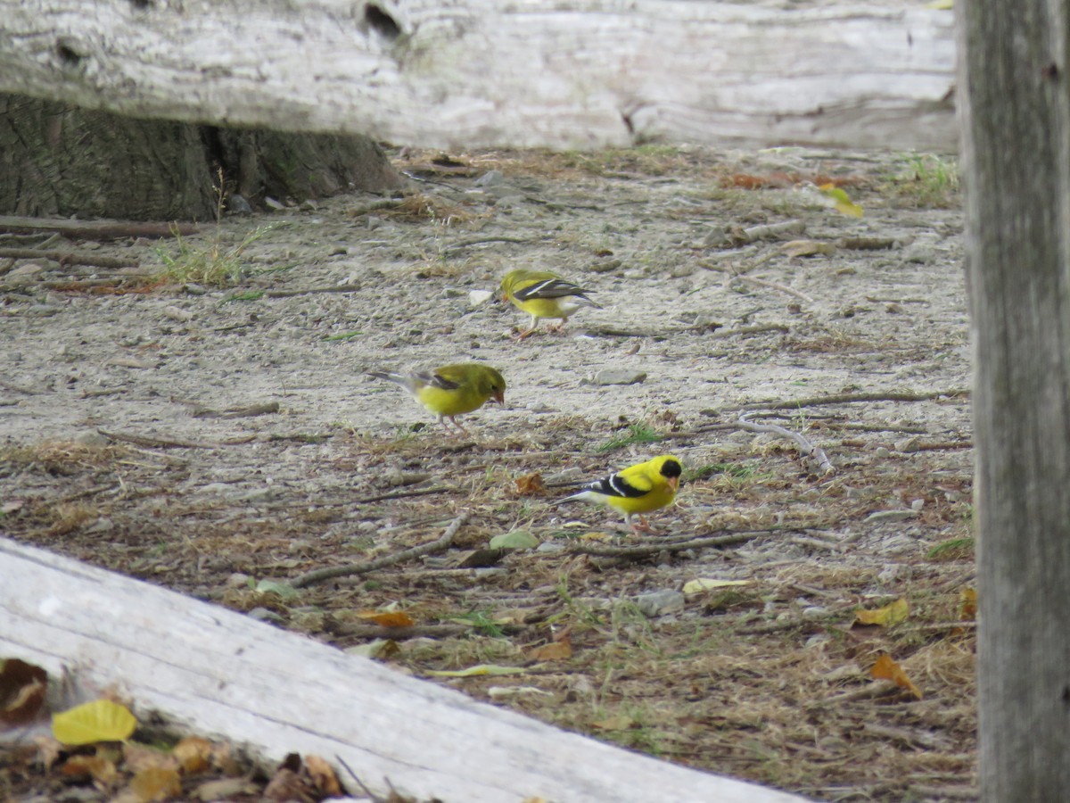American Goldfinch - ML579990981