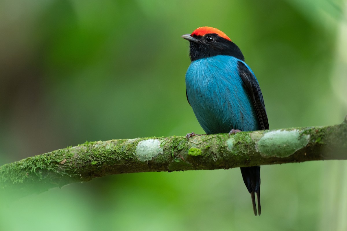 Swallow-tailed Manakin - ML579991671