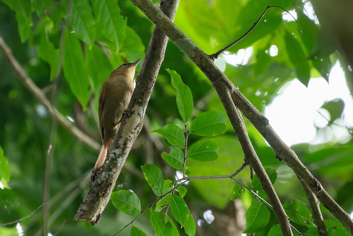 Ochre-breasted Foliage-gleaner - LUCIANO BERNARDES