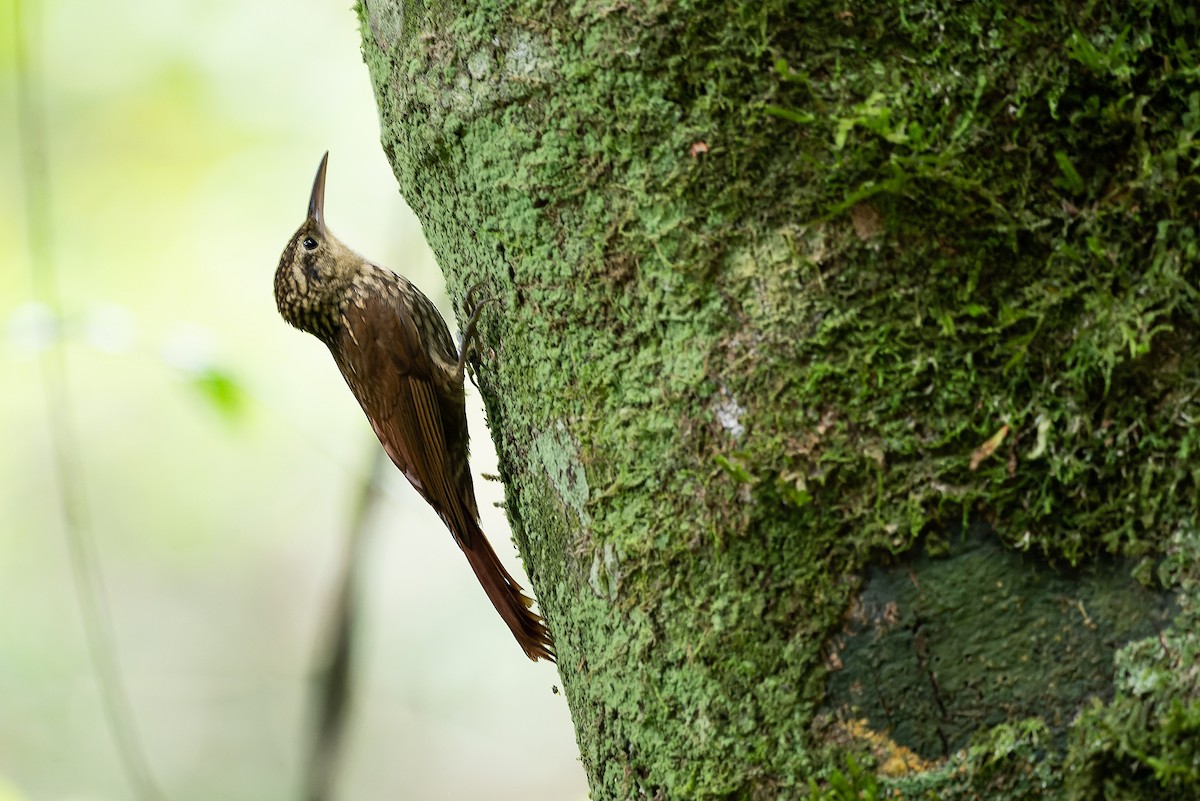 Lesser Woodcreeper - ML579992091