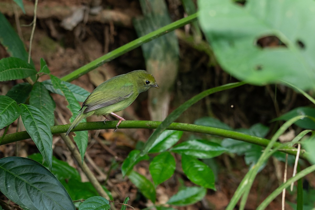 Swallow-tailed Manakin - ML579992151