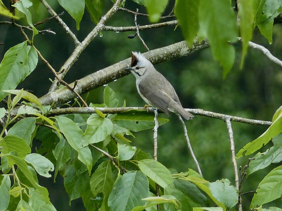 Taiwan Yuhina - ML579995501