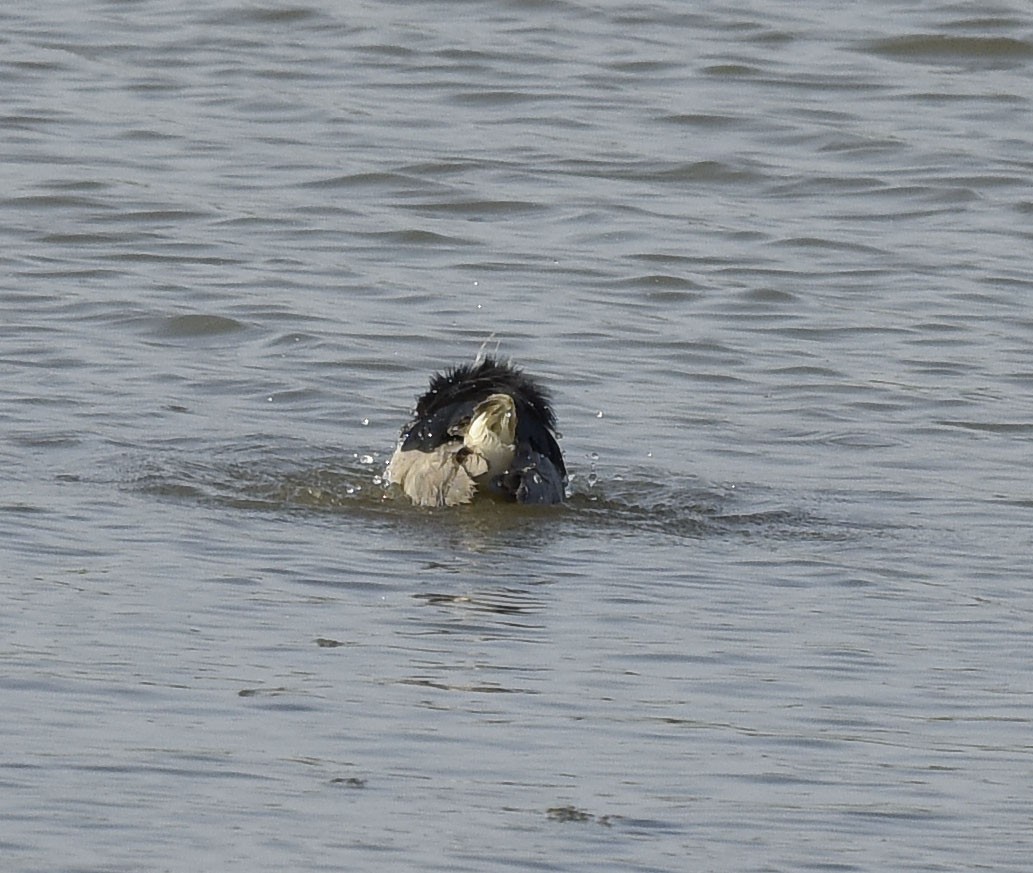 Black-crowned Night Heron - ML579995681