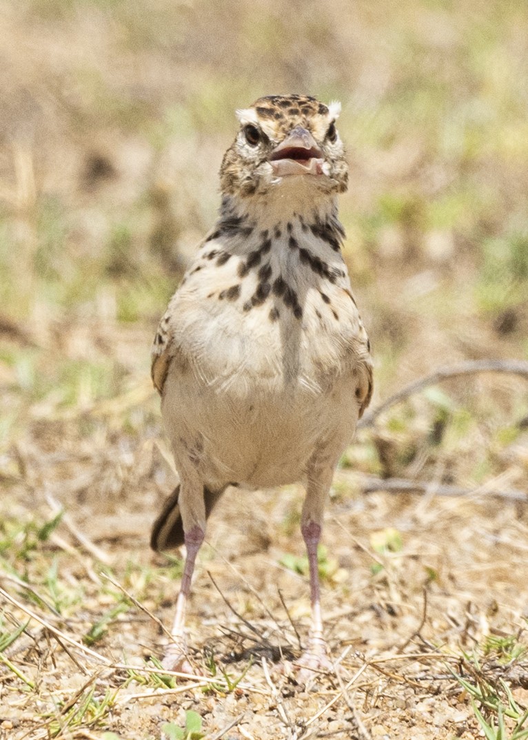 Indian Bushlark - ML579995841