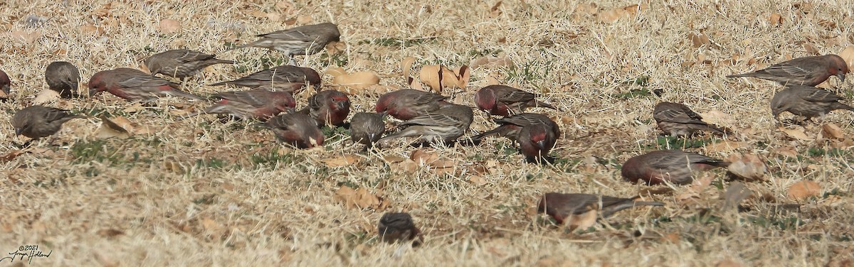 House Finch - ML579998041