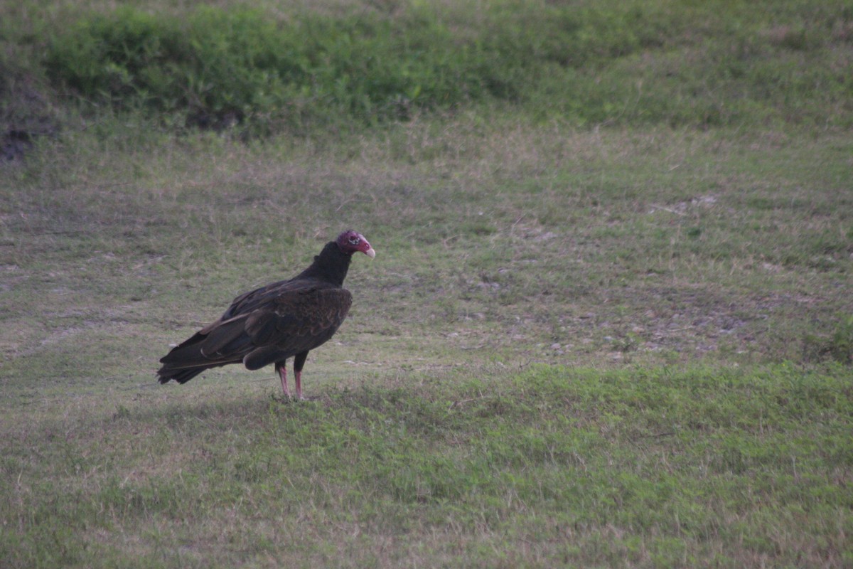 Turkey Vulture - Avery Chan