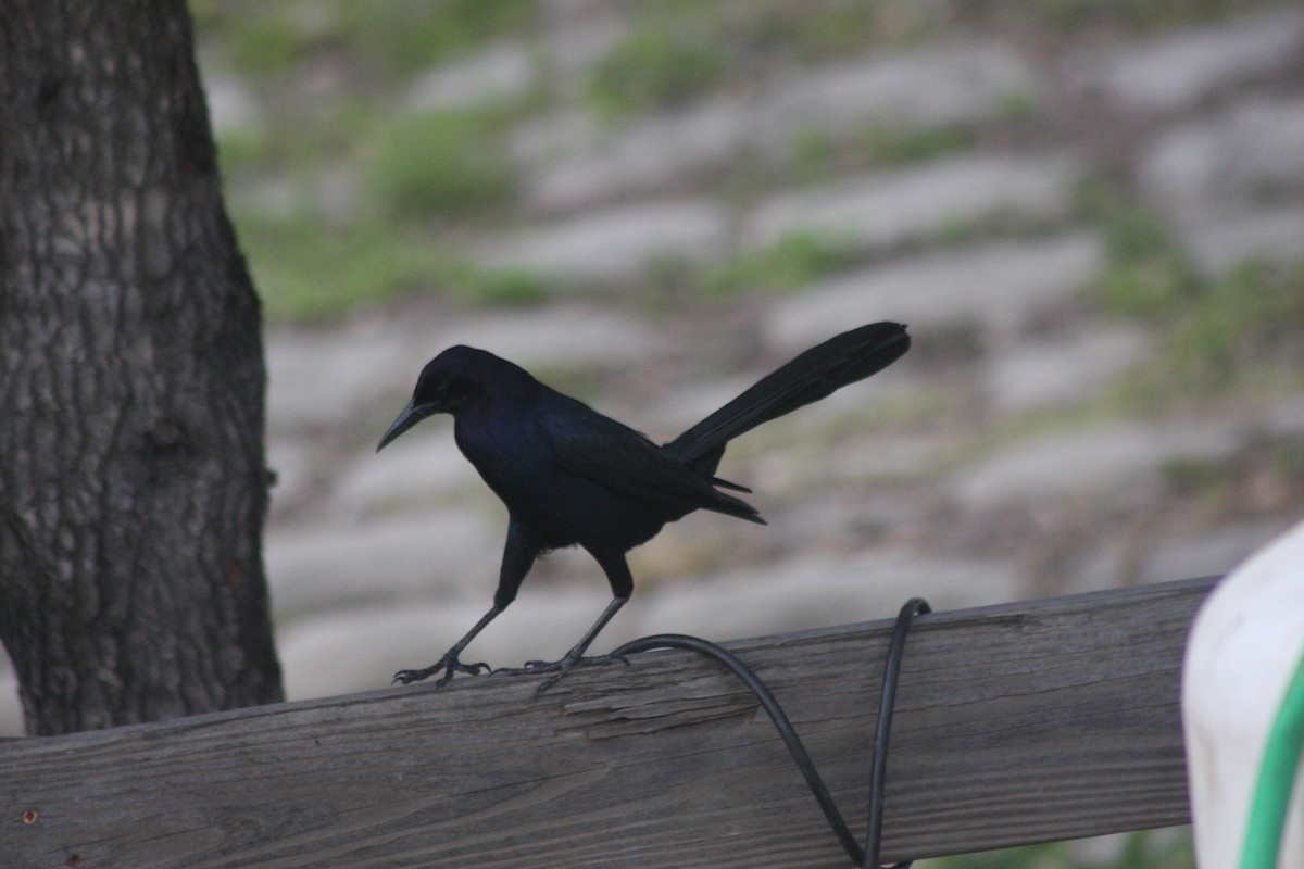 Boat-tailed Grackle - Avery Chan