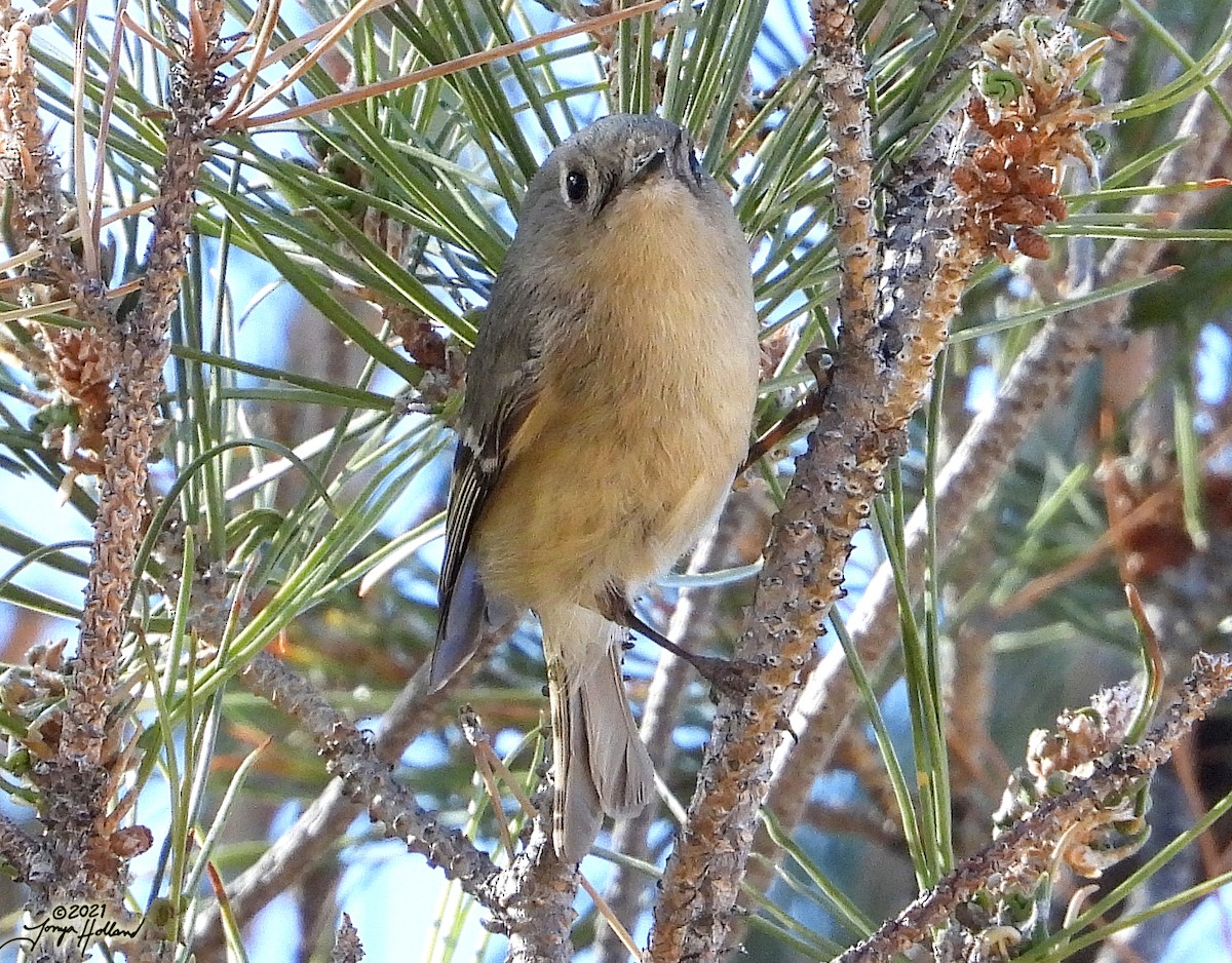 Ruby-crowned Kinglet - ML579998141