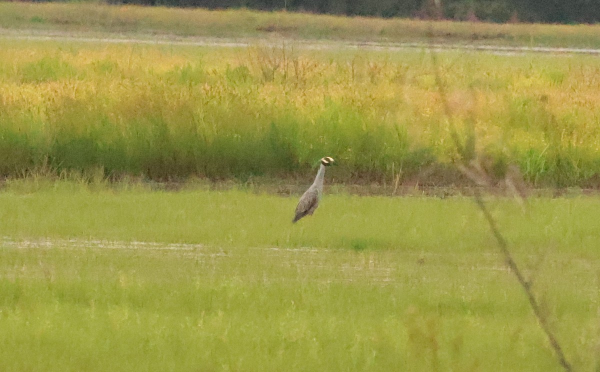 Yellow-crowned Night Heron - ML579998171