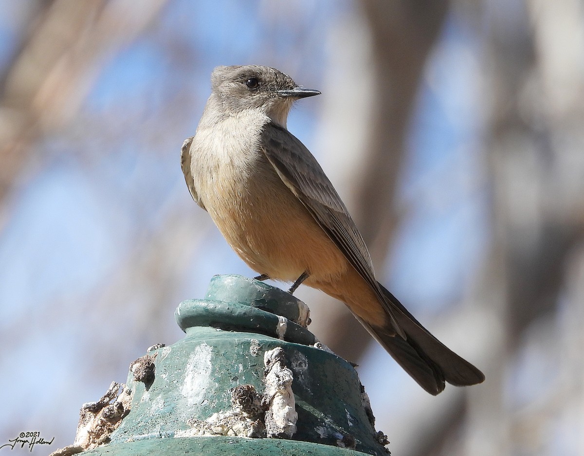 Say's Phoebe - ML579998241