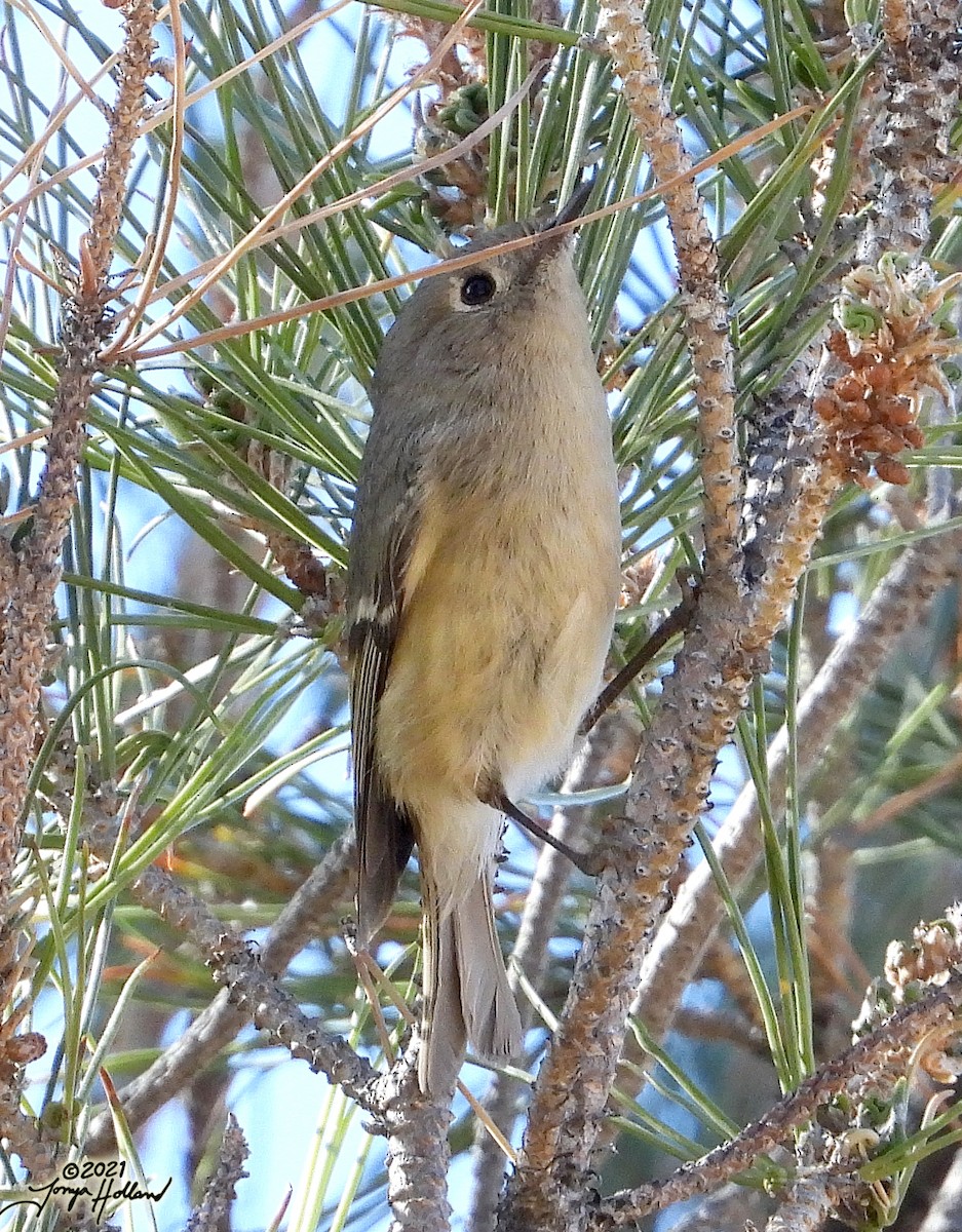 Ruby-crowned Kinglet - ML579999031