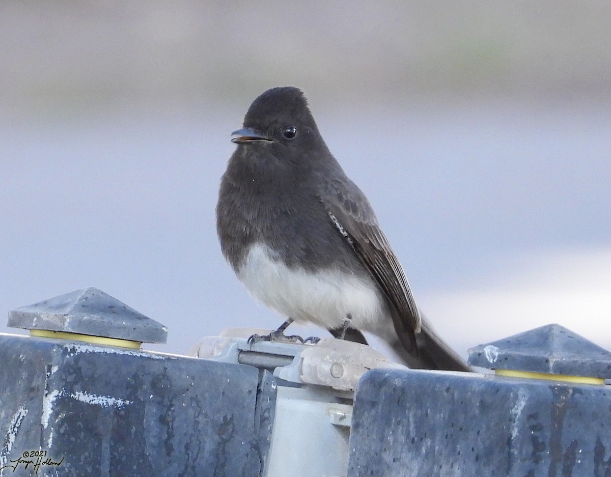 Black Phoebe - ML579999691