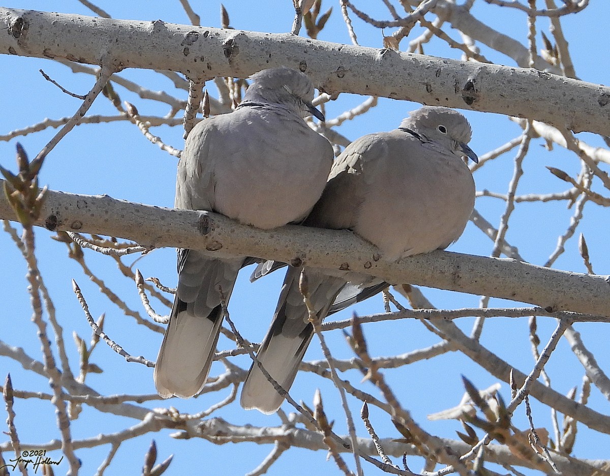 Eurasian Collared-Dove - ML579999741