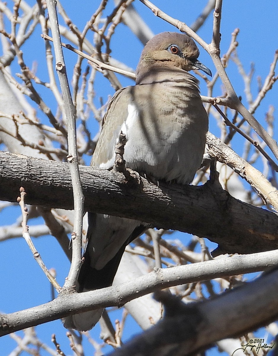 White-winged Dove - ML579999981