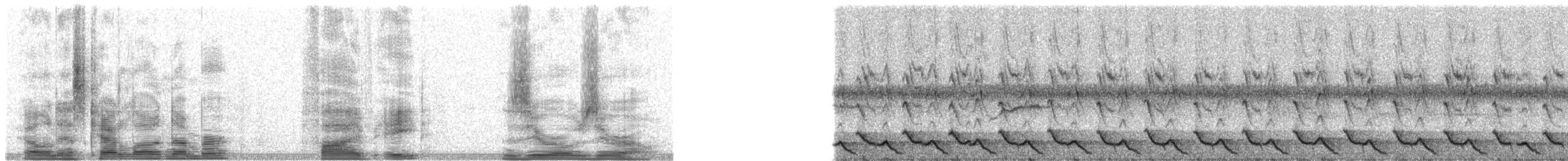 Duetting Giant-Honeyeater - ML5800