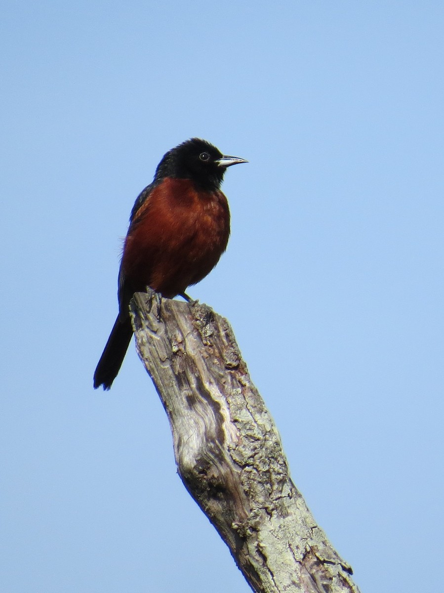 Orchard Oriole - Tom Bush