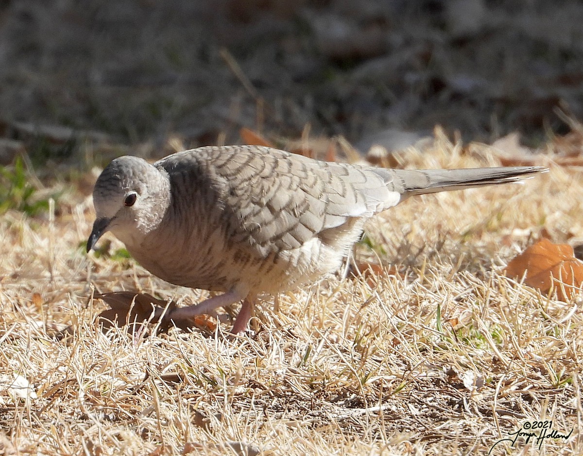 Inca Dove - ML580000121