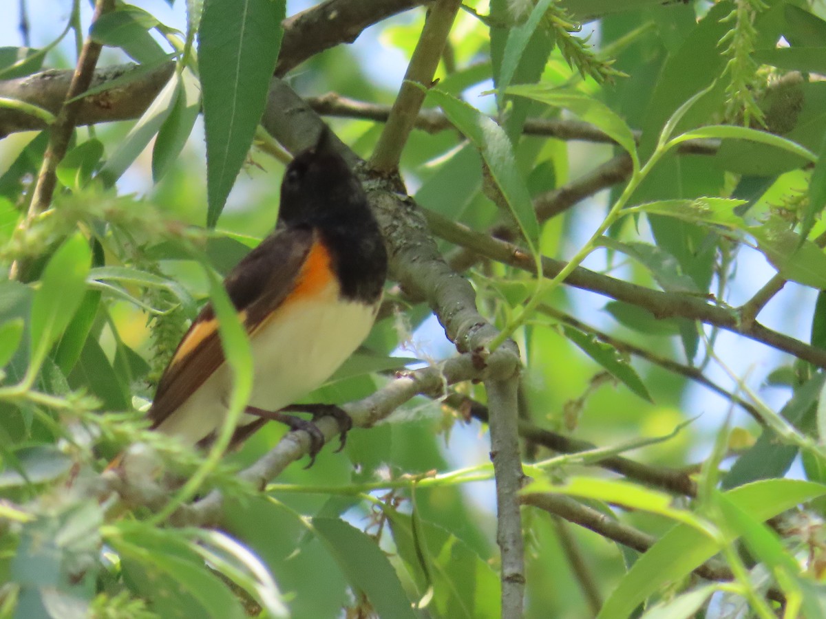 American Redstart - ML580000141