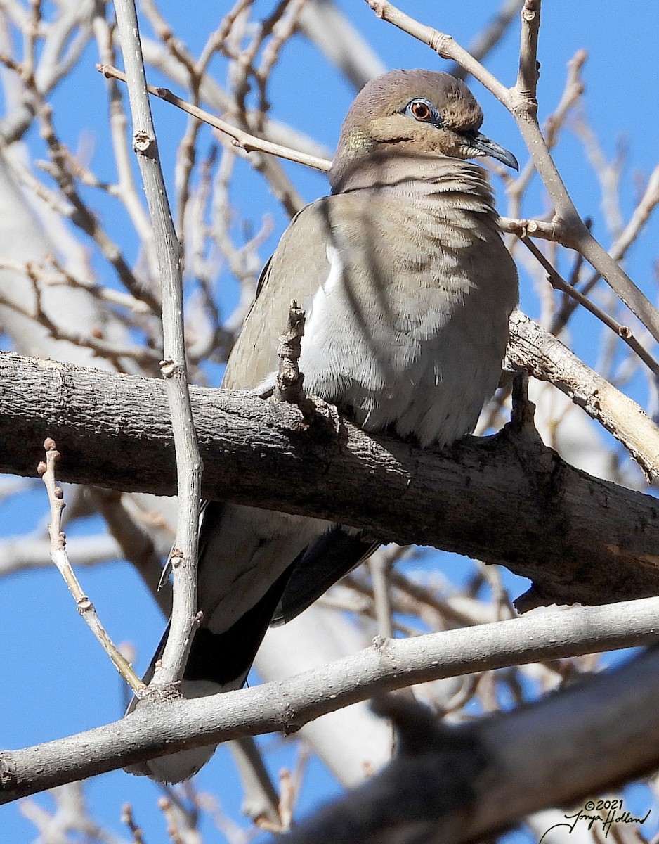 White-winged Dove - ML580000181