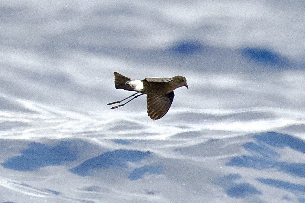 Wilson's Storm-Petrel - Hugo Blanco