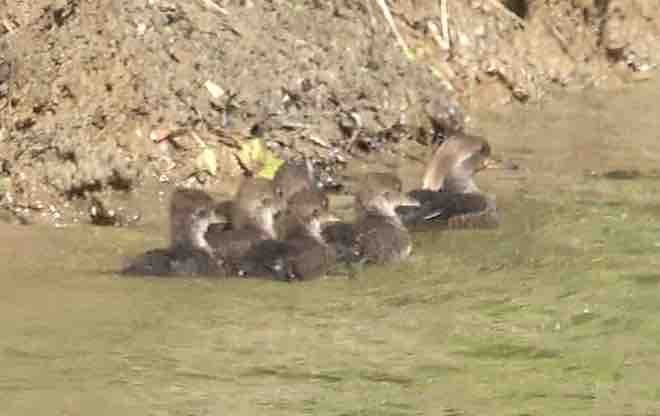 オウギアイサ - ML580000631